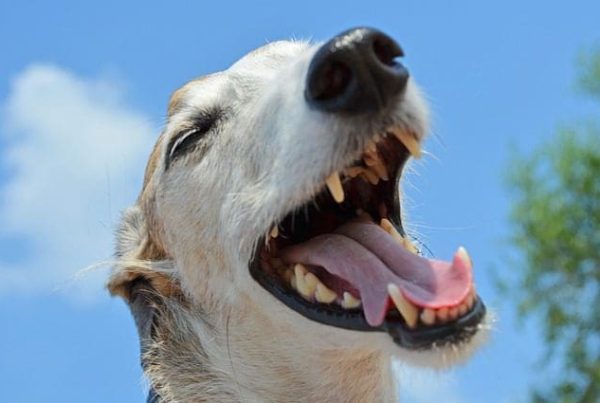 Happy smile dog teeth